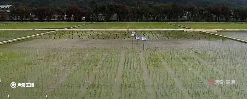 嫦娥五号"太空稻"已移栽试验田