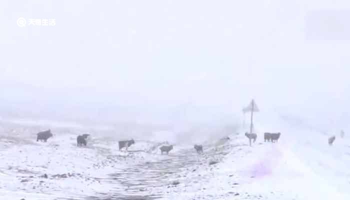 蒙古国强沙尘暴致16万头牲畜死亡，23万头牲畜仍下落不明