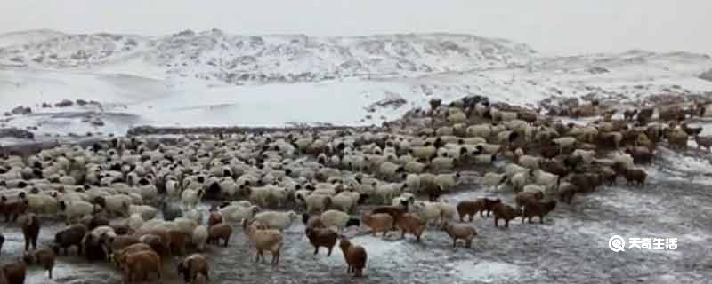 蒙古国强沙尘暴致16万头牲畜死亡，23万头牲畜仍下落不明