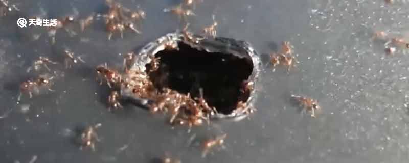 红火蚁已传播至我国435个县市区 这是什么物种？它有多恐怖？