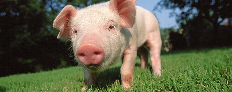 猪是什么科目动物