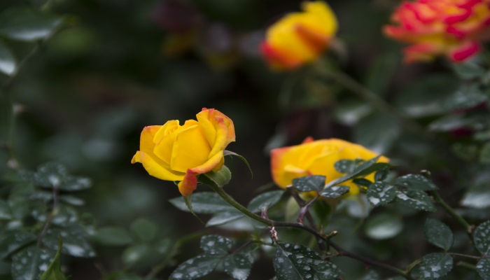 黄玫瑰的花语是什么 