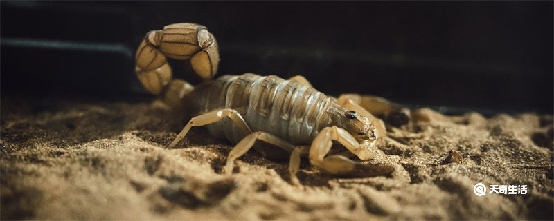 蝎子是不是昆虫