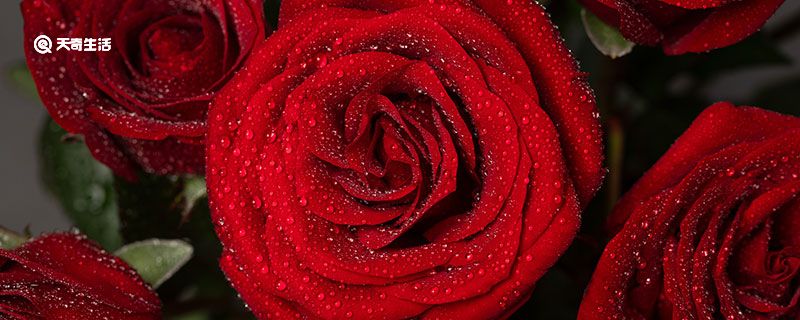 红玫瑰花语