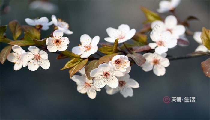 春暖花开的意思春暖花开的意思是什么