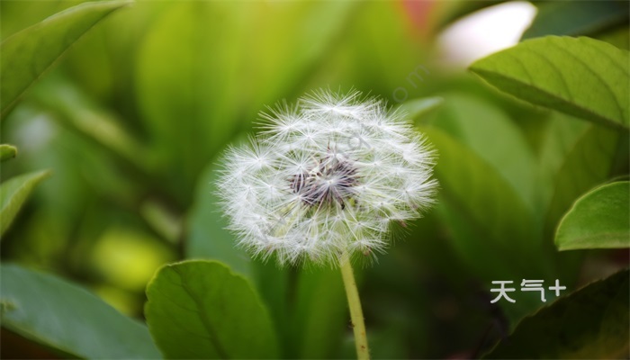 植物传播种子的方法有哪些 植物传播种子的方法