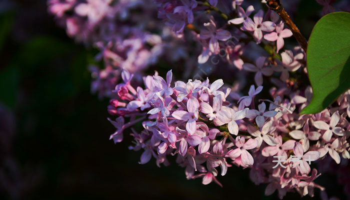 丁香花是什么 什么是丁香花