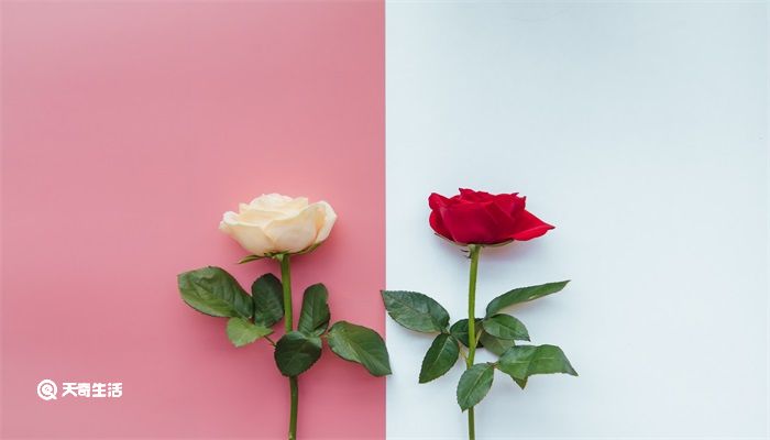玫瑰花怎么保存