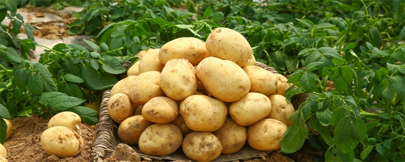 土豆施什么肥 土豆怎么施肥