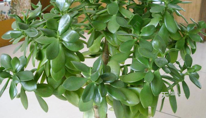 万年青开花吉凶随运气