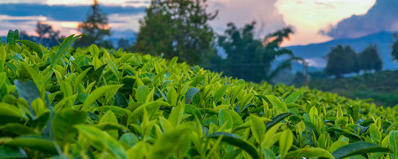 茶的发源地 茶文化的发源地在哪里