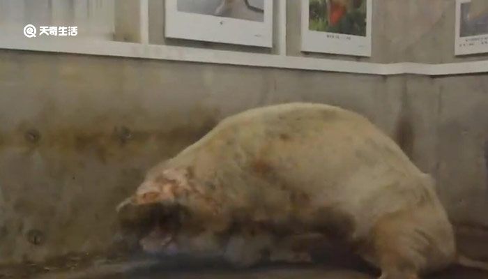 建川博物馆：兽医称猪坚强已进入弥留