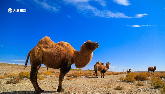 为什么沙漠中渴死的骆驼不能碰