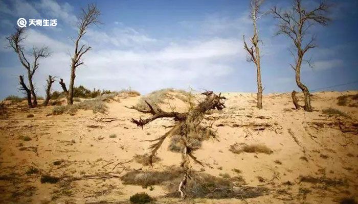 土地沙漠化的危害有哪些