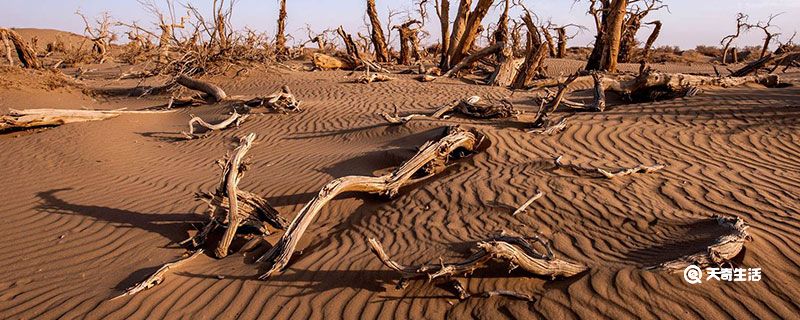 土地沙漠化的危害有哪些