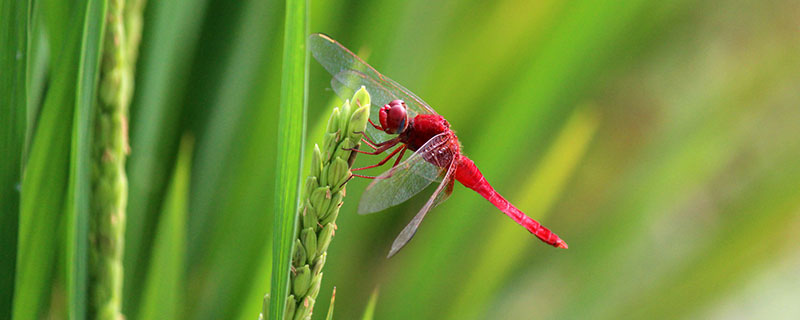  蜻蜓的特点是什么 蜻蜓的特点