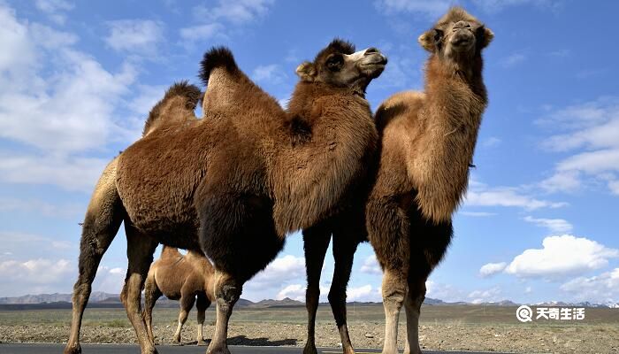 骆驼为什么能在沙漠中行走