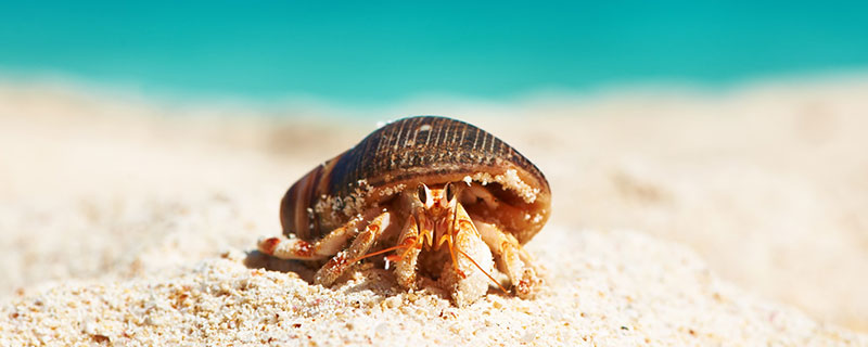 海滩上的小螃蟹是什么蟹 寄居蟹是什么动物