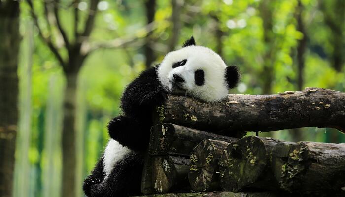 郑州动物园门票 郑州动物园门票多少钱一个人