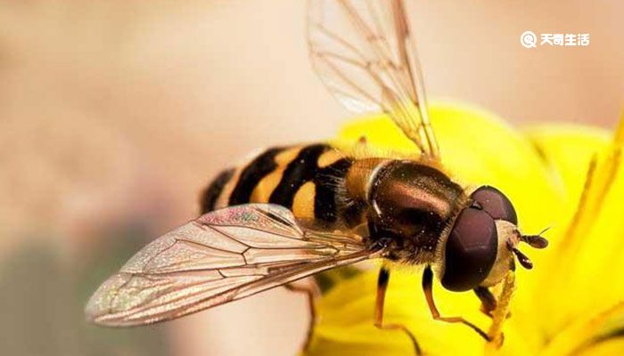 食蚜蝇对人有什么危害