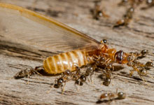 白蚁为什么会出现在家里 家里为什么会有白蚁