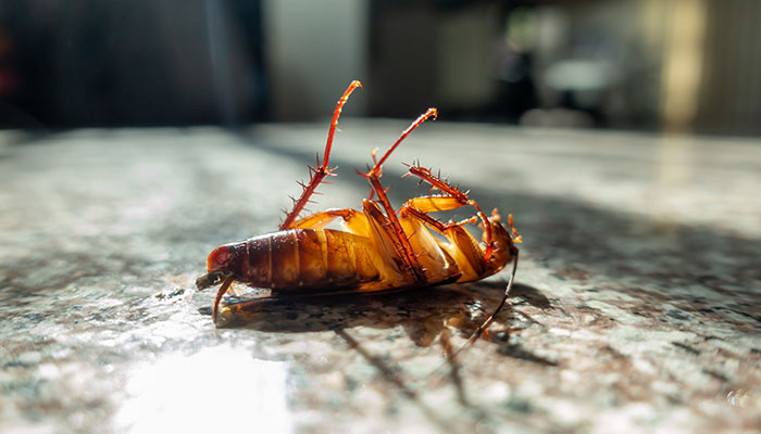 蟑螂怕什么东西 蟑螂怕什么