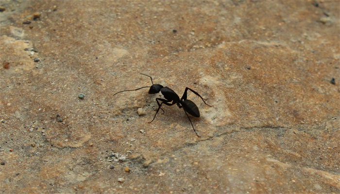 蚂蚁怕什么东西 蚂蚁怕什么