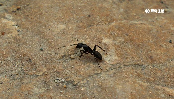 蚂蚁为什么搬死掉的同伴