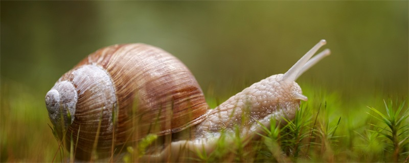 小蜗牛的故事告诉我们什么道理