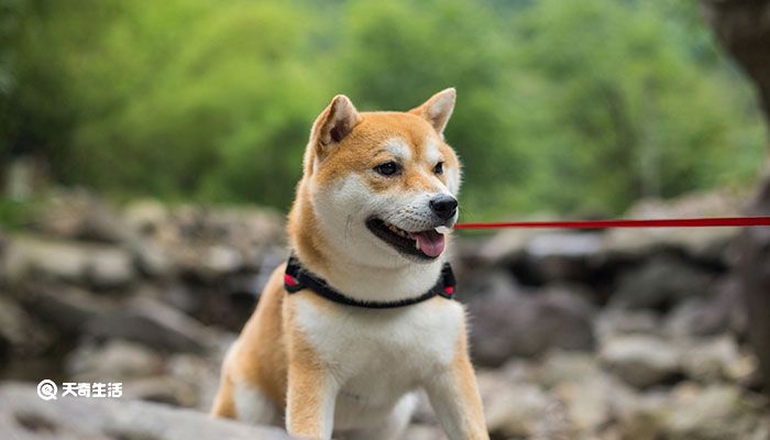 柴犬和秋田犬的区别