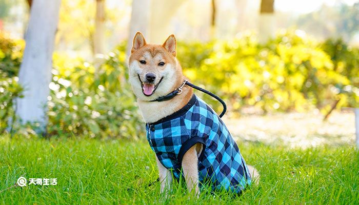 柴犬和秋田犬的区别