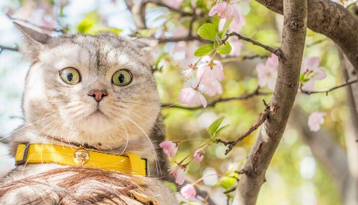 猫怕黄瓜的原因 猫为什么怕黄瓜