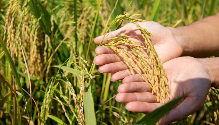 水稻什么时期施硅肥 水稻施硅肥的时间