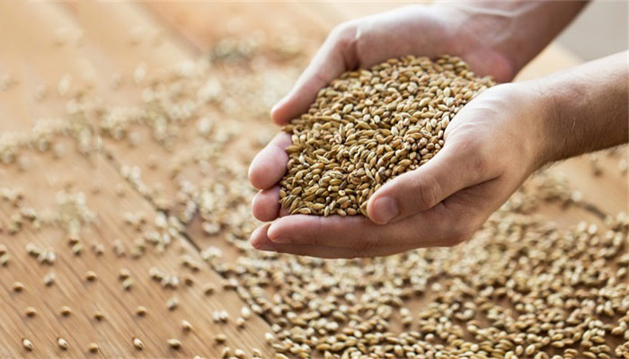水稻种植的流程有哪些