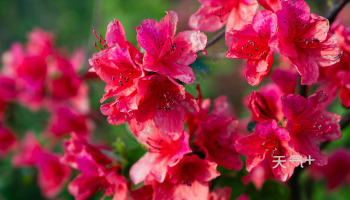 杜鹃花语 杜鹃花语是什么