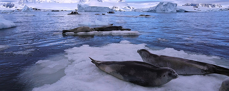 海豹在水里怎么呼吸 海豹如何在水中呼吸