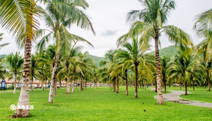 越南芽庄旅游攻略