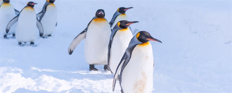 企鹅生活在南极还是北极