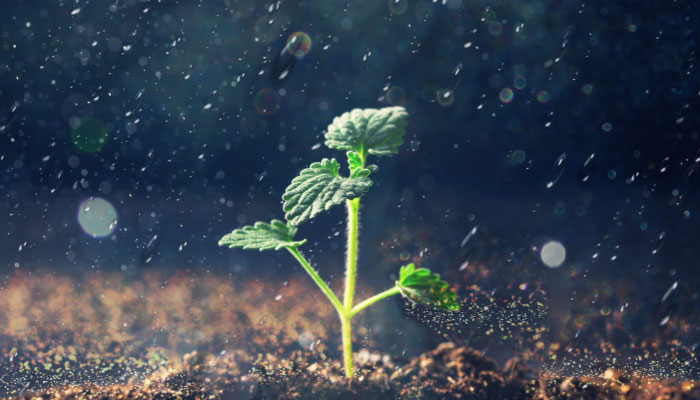 植物呼吸作用释放什么气体