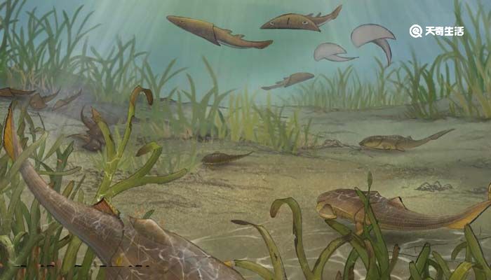 重庆发现4.23亿年前袖珍边城鱼,将填补“从鱼到人”演化