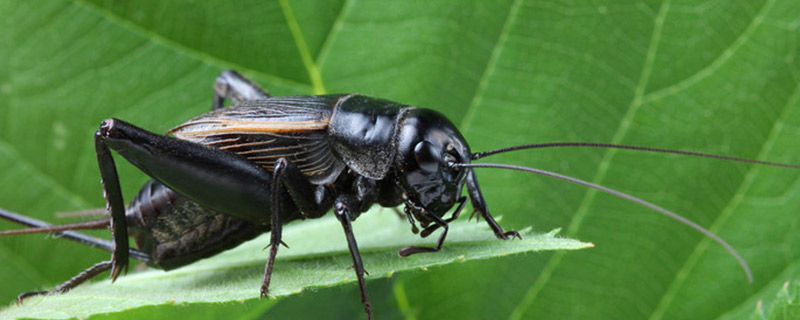 八种常见昆虫 常见的昆虫有哪些