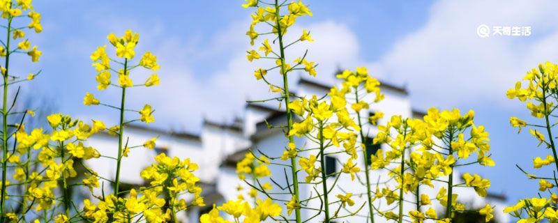 岁月静好什么意思