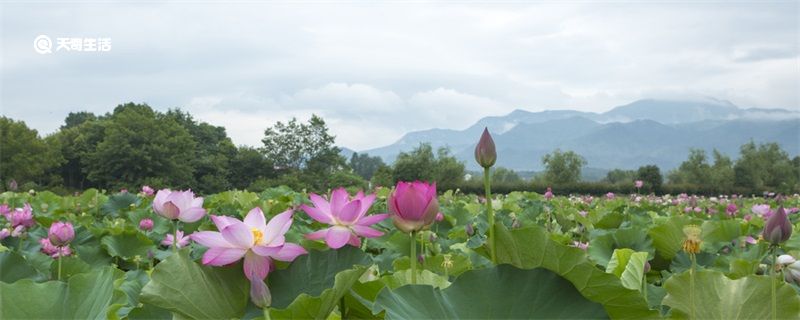 映日荷花别样红的上一句