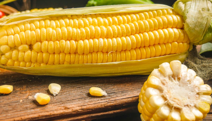 玉米怎么传播种子 玉米靠什么传播种子