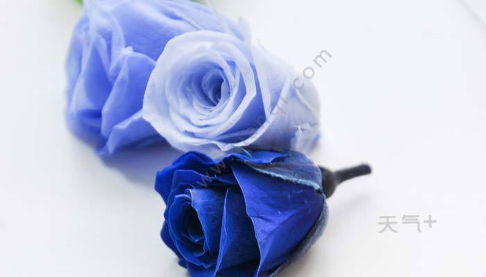 蓝色玫瑰花语 蓝色玫瑰花语是什么