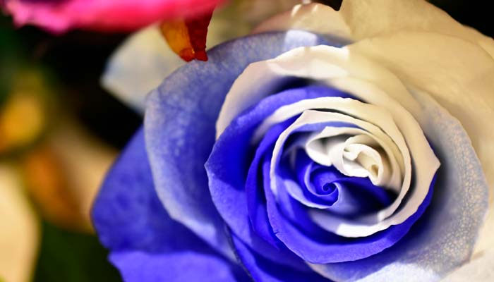 蓝玫瑰的花语 蓝玫瑰的花语是什么