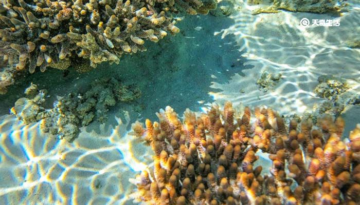 珊瑚是不是生物