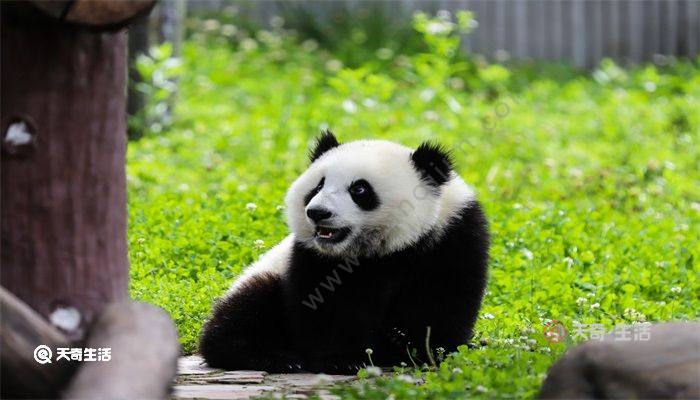 大熊猫属于中国独有的一种动物,数量非常的稀少,所以称为"中国国宝"