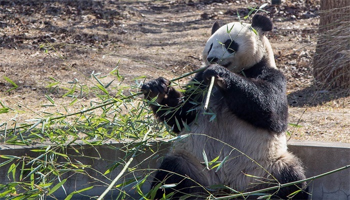 大熊猫是不是哺乳动物 大熊猫是哺乳动物吗