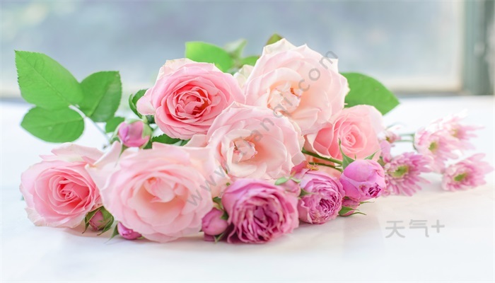 1,粉红玫瑰的花语是初恋,粉色一直都是女生最喜欢的颜色,粉色